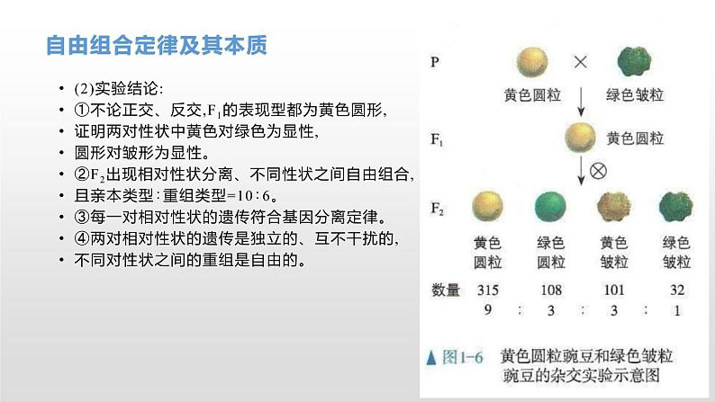 学考复习11自由组合 课件【新教材】2022届浙江高考生物学考复习（浙科版（2019））第6页