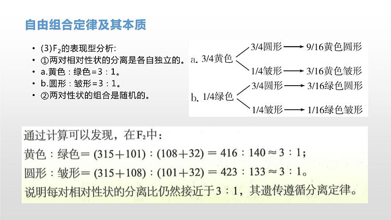 学考复习11自由组合 课件【新教材】2022届浙江高考生物学考复习（浙科版（2019））第7页