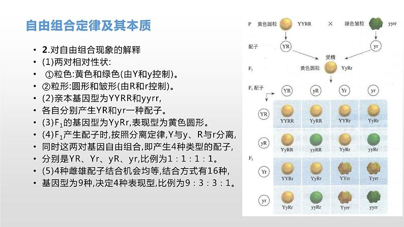 学考复习11自由组合 课件【新教材】2022届浙江高考生物学考复习（浙科版（2019））第8页