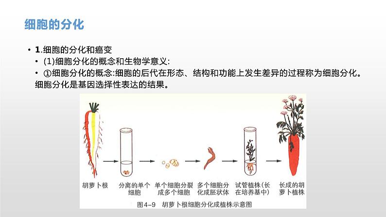 学考复习8细胞的分化衰老凋亡和癌变 课件【新教材】2022届浙江高考生物学考复习（浙科版（2019））06