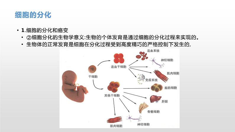 学考复习8细胞的分化衰老凋亡和癌变 课件【新教材】2022届浙江高考生物学考复习（浙科版（2019））07