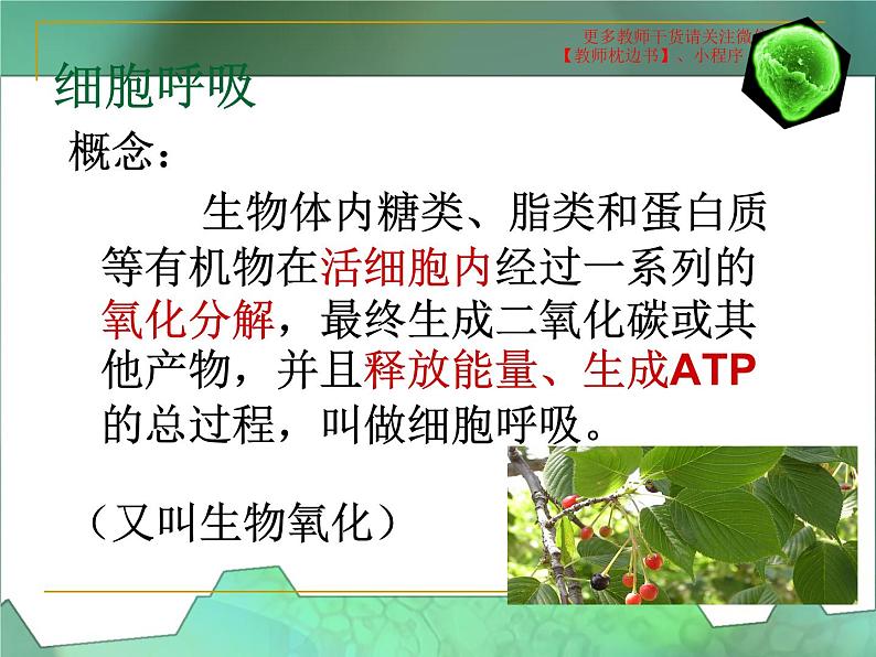 5.3  细胞呼吸的原理和运用课件PPT第3页