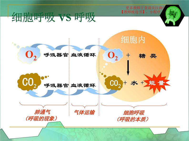 5.3  细胞呼吸的原理和运用课件PPT第4页