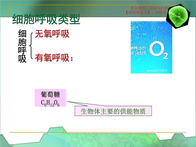 5.3  细胞呼吸的原理和运用课件PPT第5页