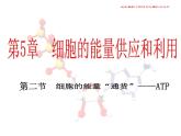 5.2  细胞的能量“货币” ATP课件PPT