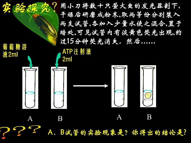 5.2  细胞的能量“货币” ATP课件PPT07