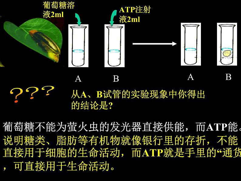 5.2  细胞的能量“货币” ATP课件PPT08