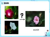 1.1《孟德尔的豌豆杂交实验（一）》课件+教案+练习