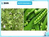 1.1《孟德尔的豌豆杂交实验（一）》课件+教案+练习
