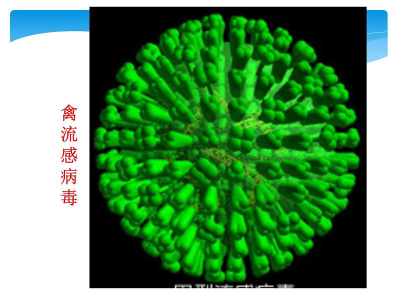 必修1 第1章 第1节细胞是生命活动的基本单位课件PPT第2页