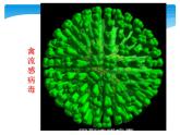 必修1 第1章 第1节细胞是生命活动的基本单位课件PPT