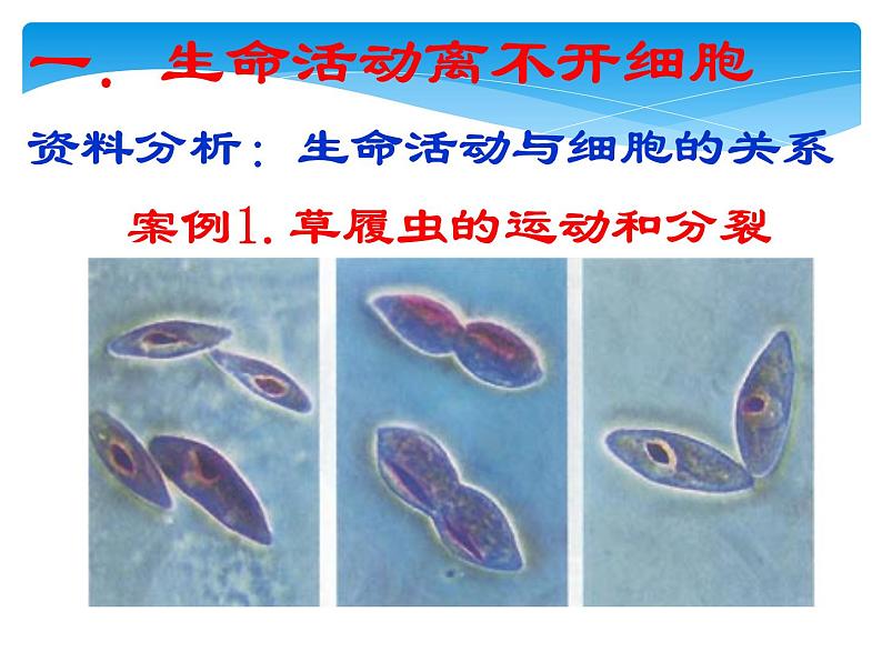 必修1 第1章 第1节细胞是生命活动的基本单位课件PPT第8页