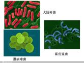 必修1 第1章 第2节细胞的多样性和统一性课件PPT