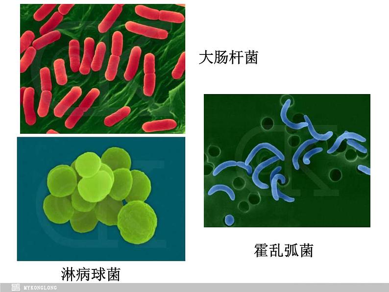 必修1 第1章 第2节细胞的多样性和统一性课件PPT第5页