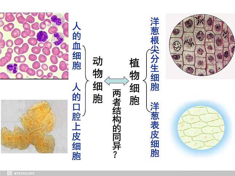 必修1 第1章 第2节细胞的多样性和统一性课件PPT第7页