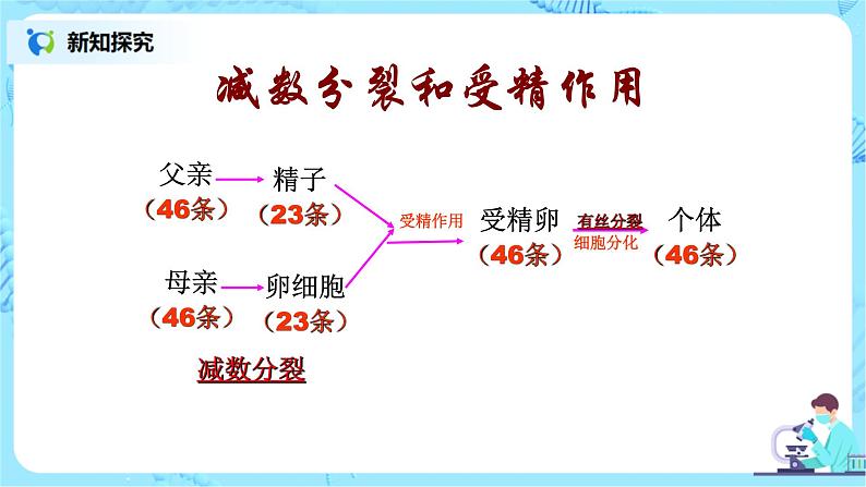 2.1《减数分裂和受精作用》课件PPT+教案05