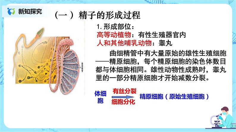 2.1《减数分裂和受精作用》课件PPT+教案06