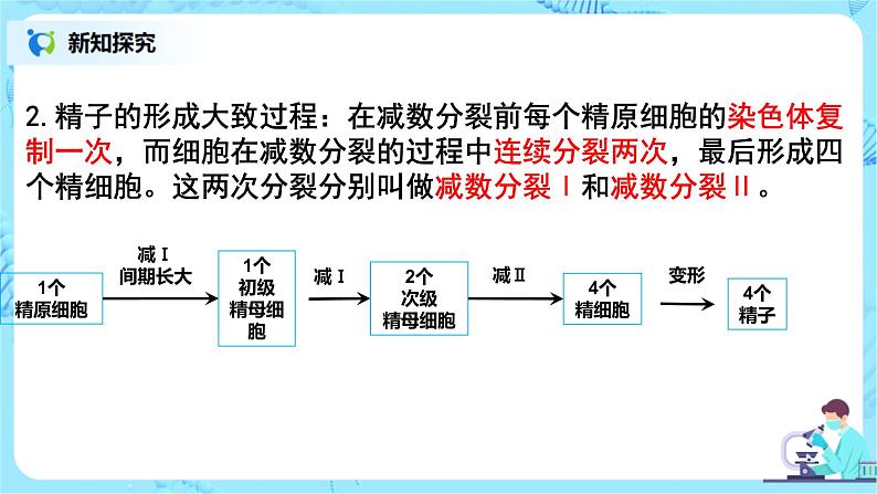 2.1《减数分裂和受精作用》课件PPT+教案07