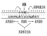 高考生物三轮考前重点突破：专题二动物和人体生命活动的调节（含答案）课件PPT