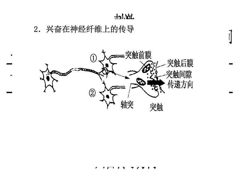 高考生物三轮考前重点突破：专题二动物和人体生命活动的调节（含答案）课件PPT第4页