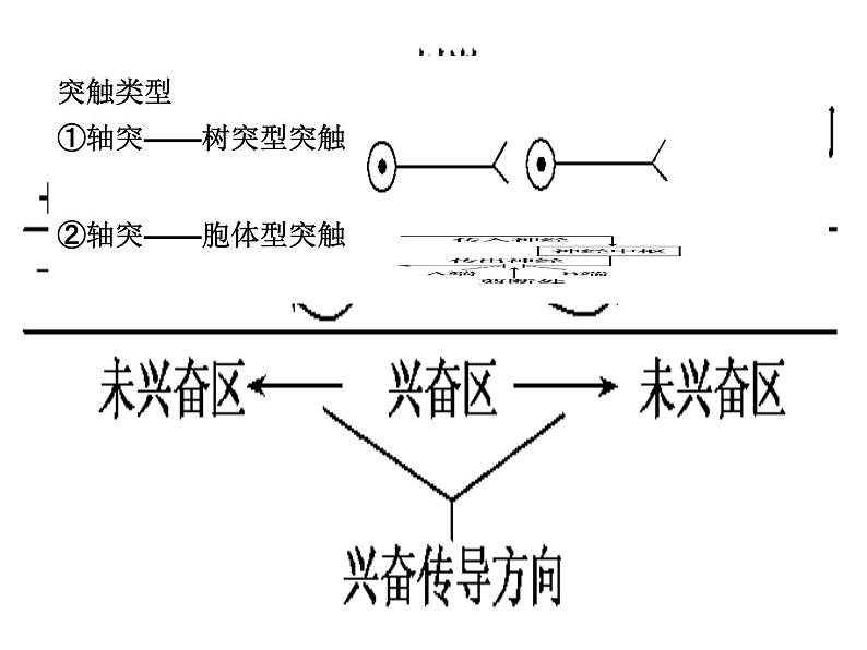 高考生物三轮考前重点突破：专题二动物和人体生命活动的调节（含答案）课件PPT第8页