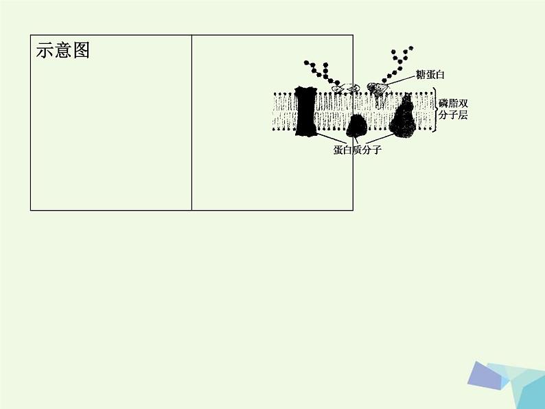 高考生物三轮考前重点突破：专题二细胞的结构与生物膜系统（含答案）课件PPT第4页