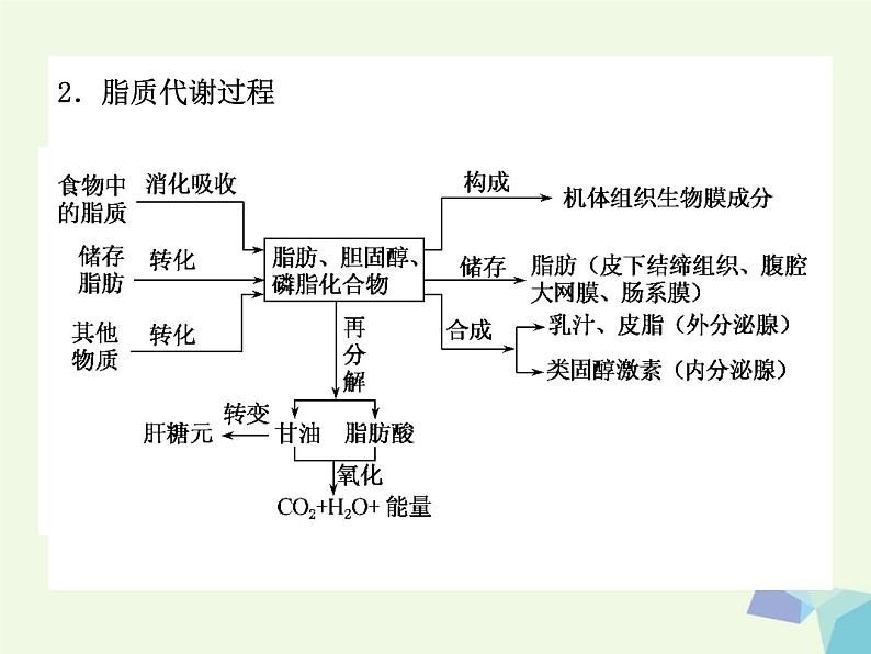 高考生物三轮考前重点突破：专题三动物代谢与新陈代谢类型（含答案）课件PPT第3页