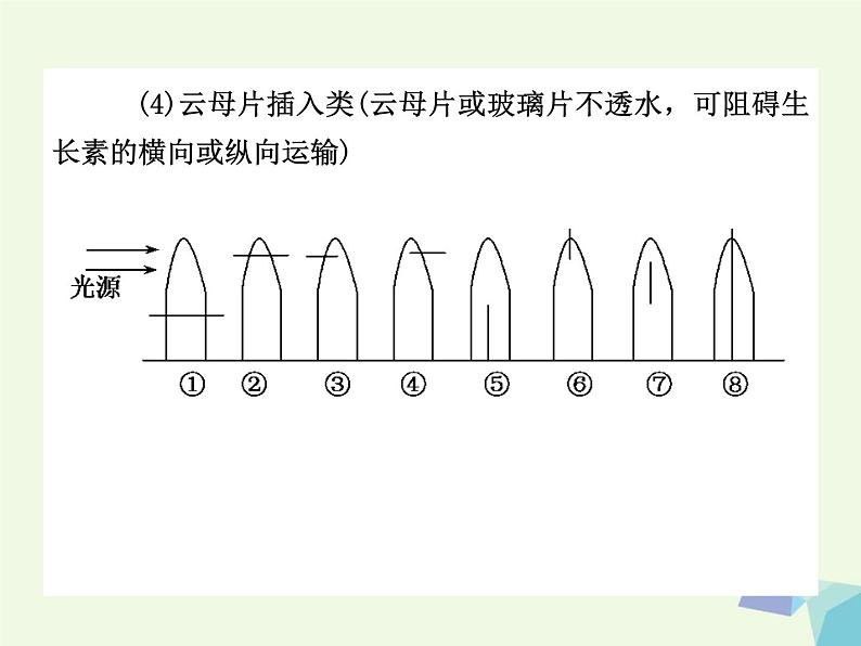 高考生物三轮考前重点突破：专题一细胞的增殖（含答案）课件PPT第6页