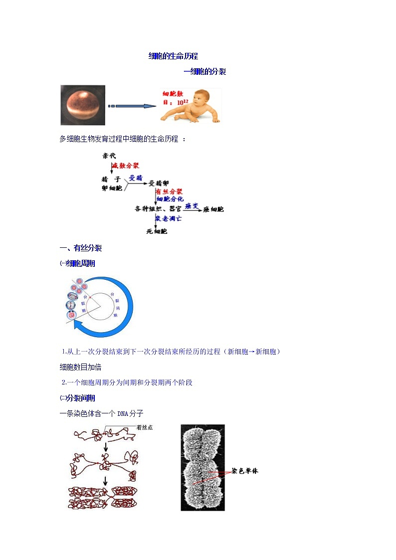 高考生物二轮专题复习学案：1细胞的增殖第1页