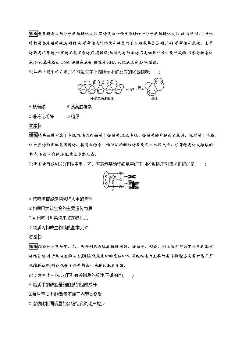 高考生物一轮复习考点规范练03《遗传信息的携带者--核酸　细胞中的糖类和脂质》（含详解）第3页