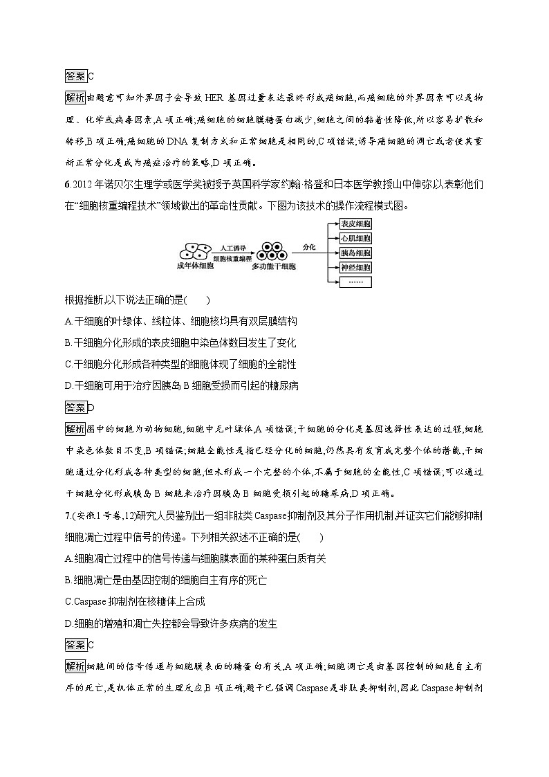 高考生物一轮复习考点规范练13《细胞的分化、衰老、凋亡和癌变》（含详解）第3页