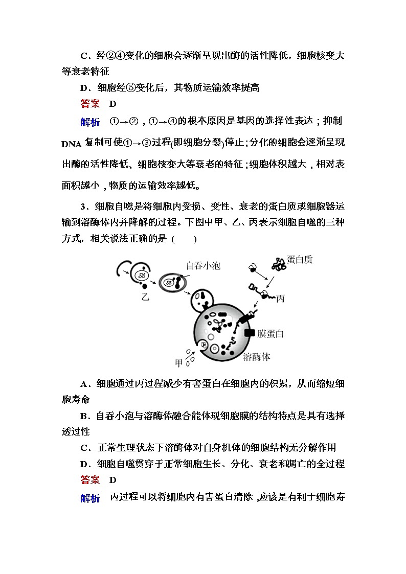 高考生物一轮复习特训：13细胞的分化、衰老、凋亡及癌变 Word版含解析第2页