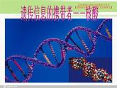 必修1 2.5 核酸是遗传信息的携带者课件PPT