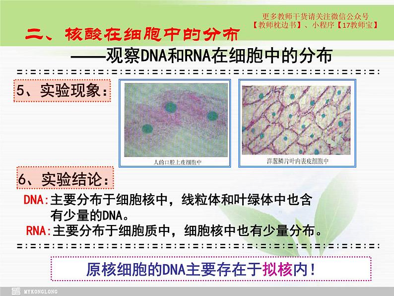 必修1 2.5 核酸是遗传信息的携带者课件PPT第7页