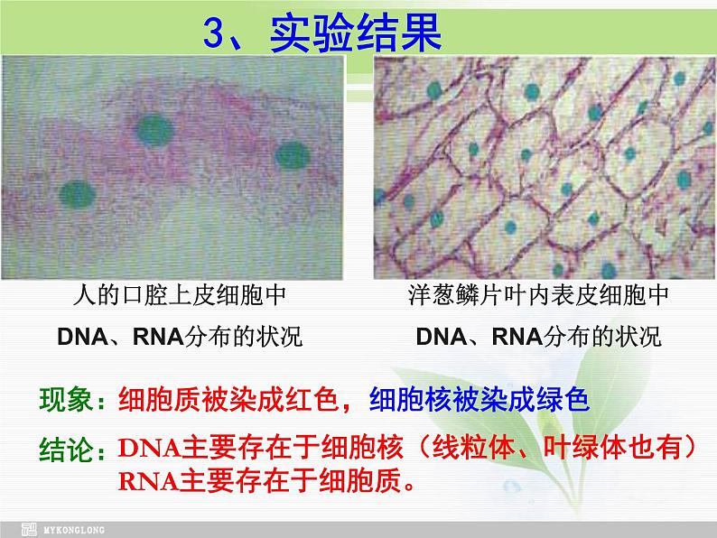 必修1 第2章 第5节 核酸是遗传信息的携带者课件PPT第6页