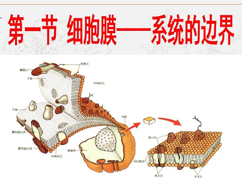 必修1 第3章 第1节 细胞膜的结构和功能课件PPT第4页