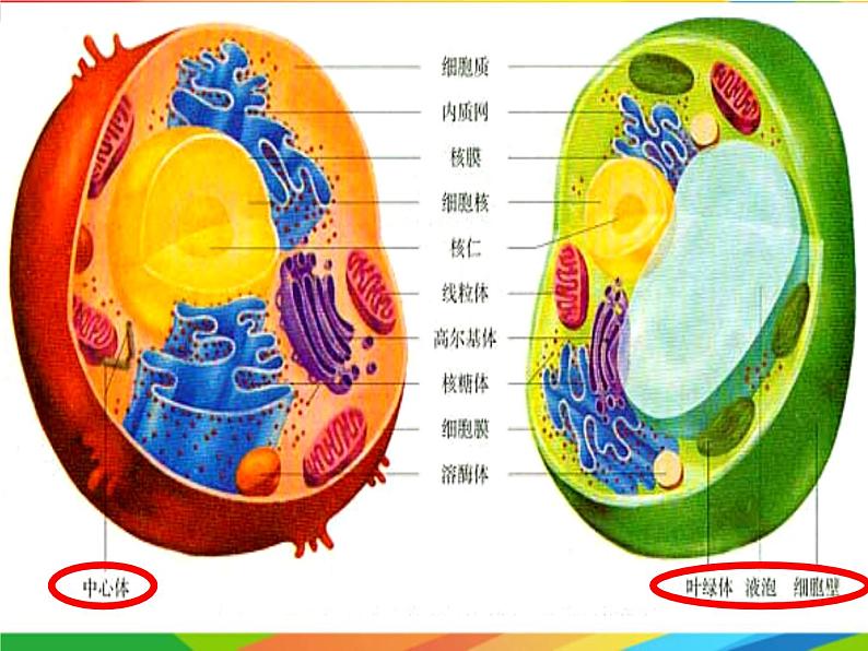 必修1 第3章 第2节细胞器之间的分工合作课件PPT03