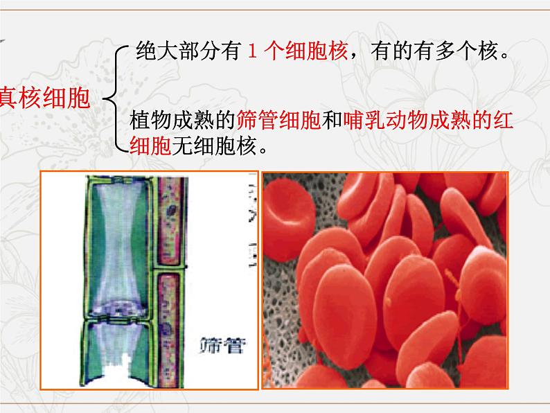 必修1 第3章 第3节 细胞核的结构和功能课件PPT第3页