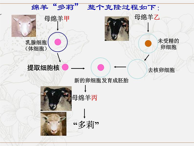 必修1 第3章 第3节 细胞核的结构和功能课件PPT第5页