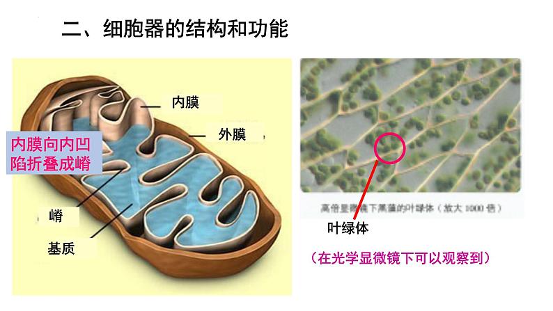 3. 2细胞器之间的分工合作课件（37张PPT）第8页