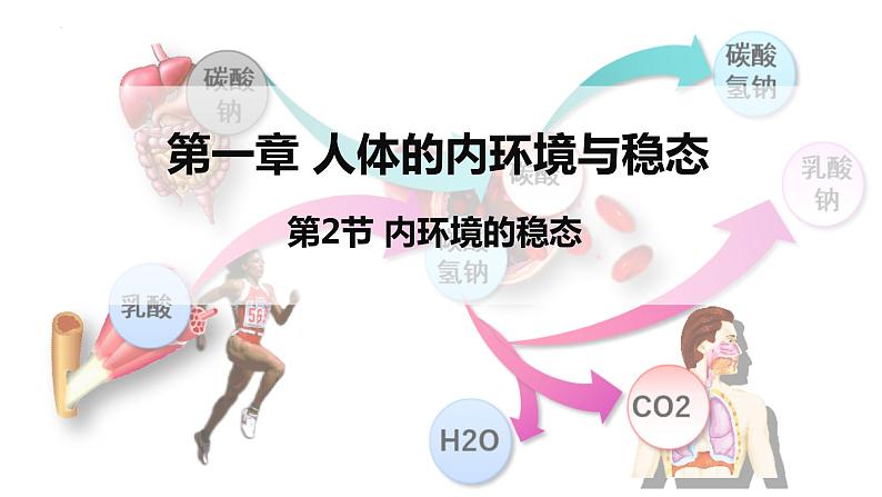 1.2 内环境的稳态课件（39张PPT）第1页