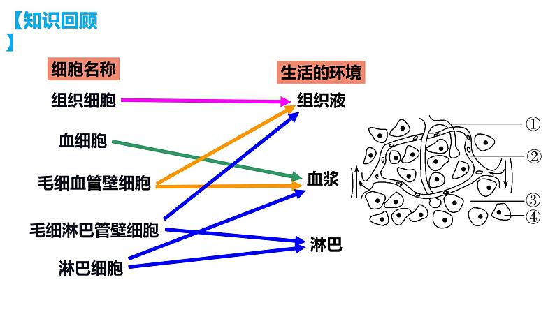 1.2 内环境的稳态课件（39张PPT）第2页