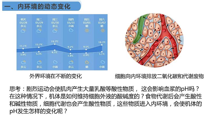 1.2 内环境的稳态课件（39张PPT）第7页