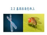 2.2 基因在染色体上课件（39张PPT）