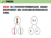 2.2 基因在染色体上课件（39张PPT）
