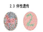 高中生物必修二 2.3 伴性遗传课件PPT