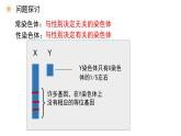 高中生物必修二 2.3 伴性遗传课件PPT