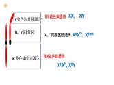 高中生物必修二 2.3 伴性遗传课件PPT