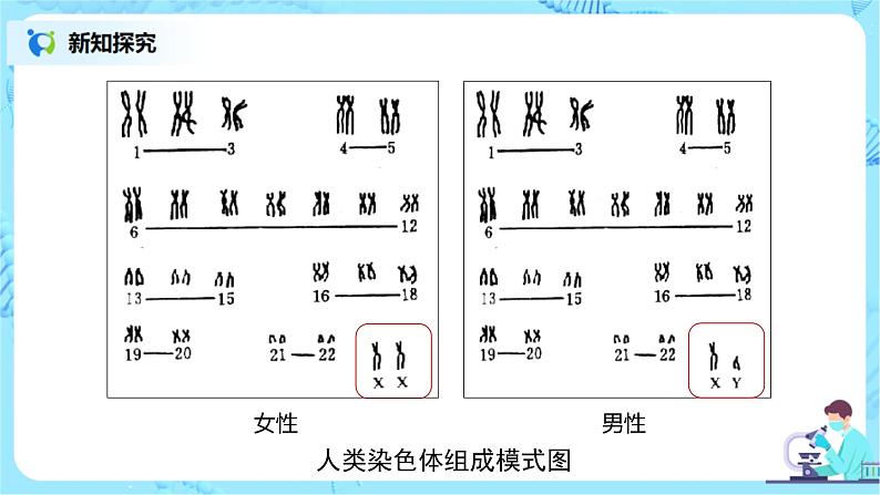 2.3《伴性遗传》课件PPT+教案05