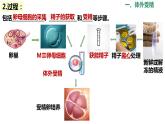 选修3 2.3.2胚胎工程技术及其应用课件（30张PPT）